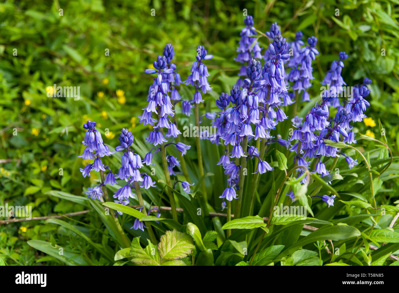 Un intrico di bluebells nella primavera fotografato in un cimitero. Foto Stock