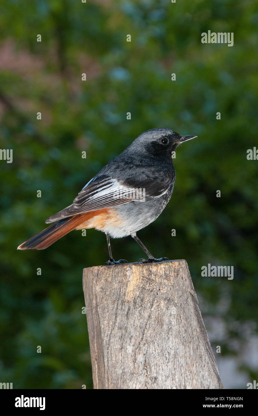 Phoenicurus ochruros - codirosso spazzacamino in habitat naturale in piedi su un bastone Foto Stock