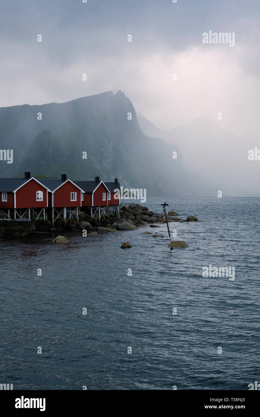 Il rorbu rosso / di pescatori di cabine e di un cormorano in Hamnoy villaggio di pescatori e sul paesaggio Moskenesøya nelle Isole Lofoten Nordland in Norvegia. Foto Stock