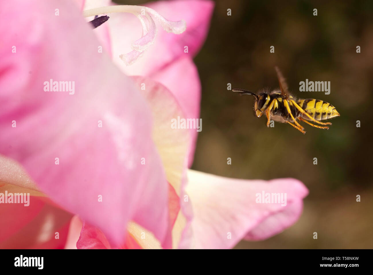Vespula vulgaris - Comune wasp battenti vicino a un fiore Foto Stock