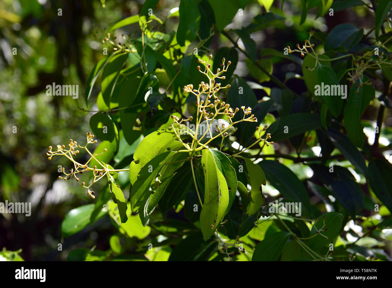 Albero di cannella, Sri Lanka. Fahéjfa, Cinnamomum verum, Srí Lanka. Foto Stock