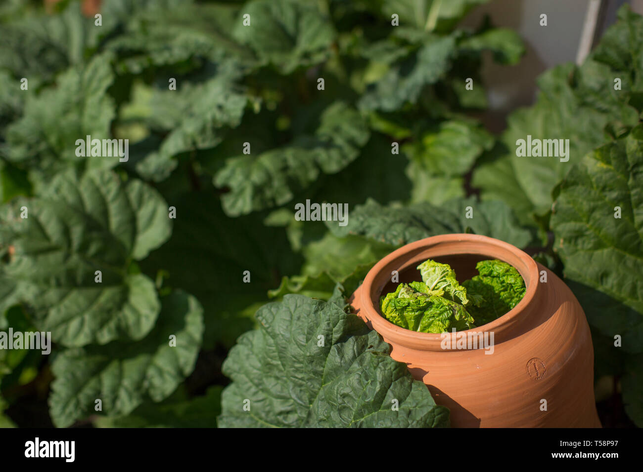 Un rabarbaro cresciuti al buio per il più elevato contenuto di zucchero sul primo giorno ufficiale del rabarbaro fresco stagione a dalla raccolta nazionale a Clumber Park, Nottinghamshire. Foto Stock