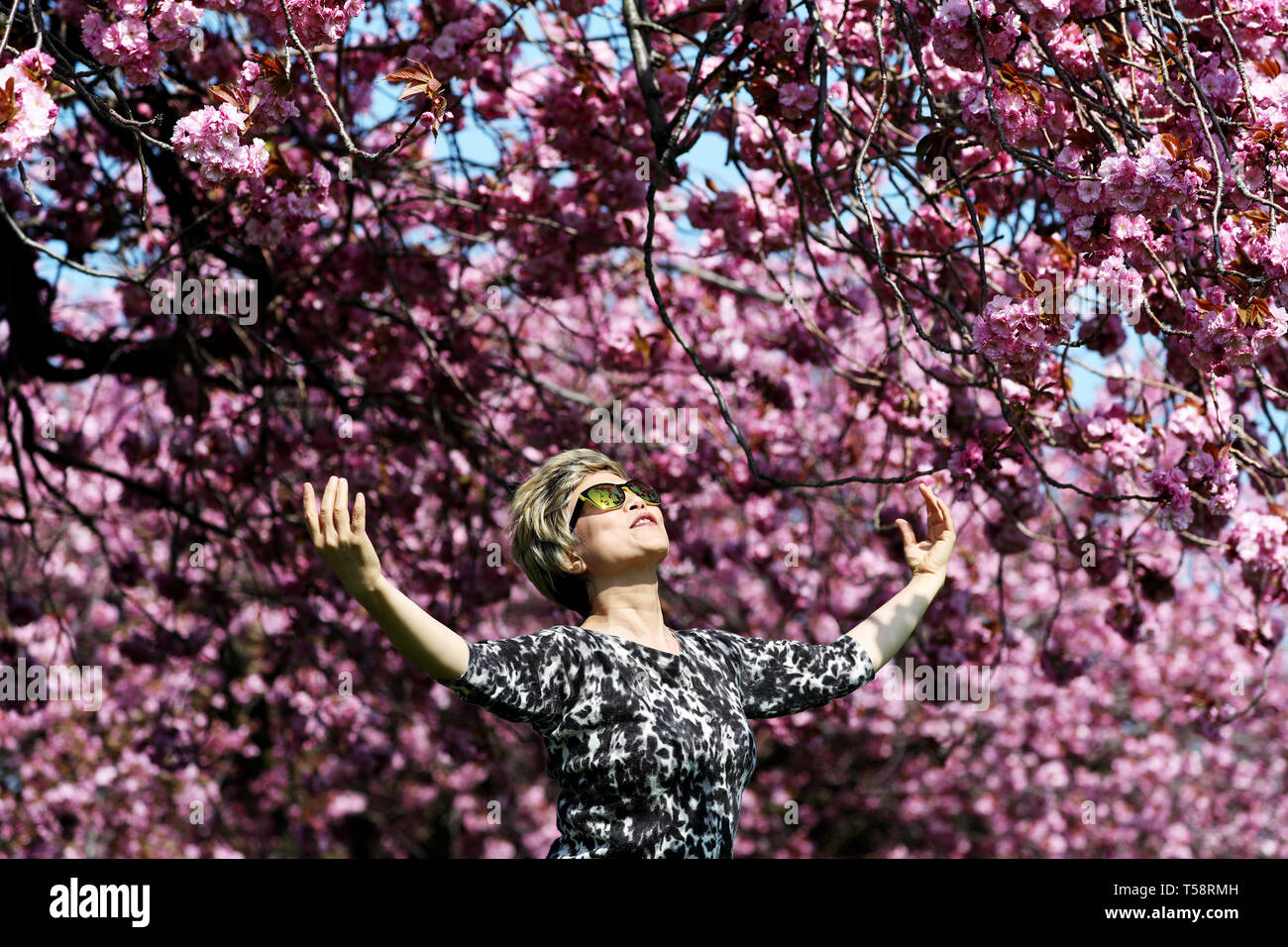 Sunny Yant, da Morningside, pratiche il suo Tai-chi sotto il fiore di ciliegio in Prati, Edimburgo, come il Regno Unito continua a godere il caldo clima di Pasqua. Foto Stock