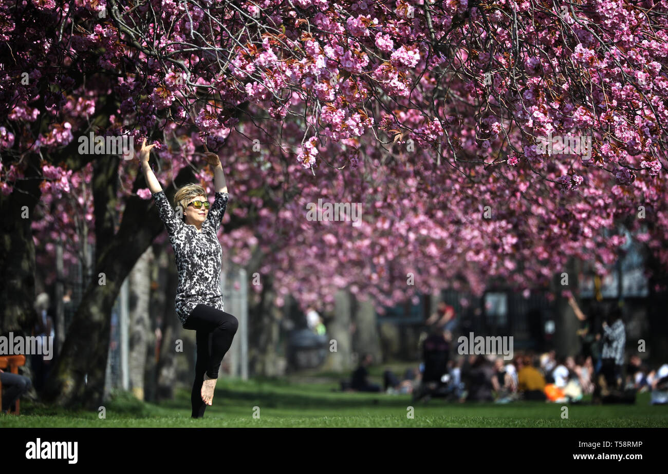 Sunny Yant, da Morningside, pratiche il suo Tai-chi sotto il fiore di ciliegio in Prati, Edimburgo, come il Regno Unito continua a godere il caldo clima di Pasqua. Foto Stock