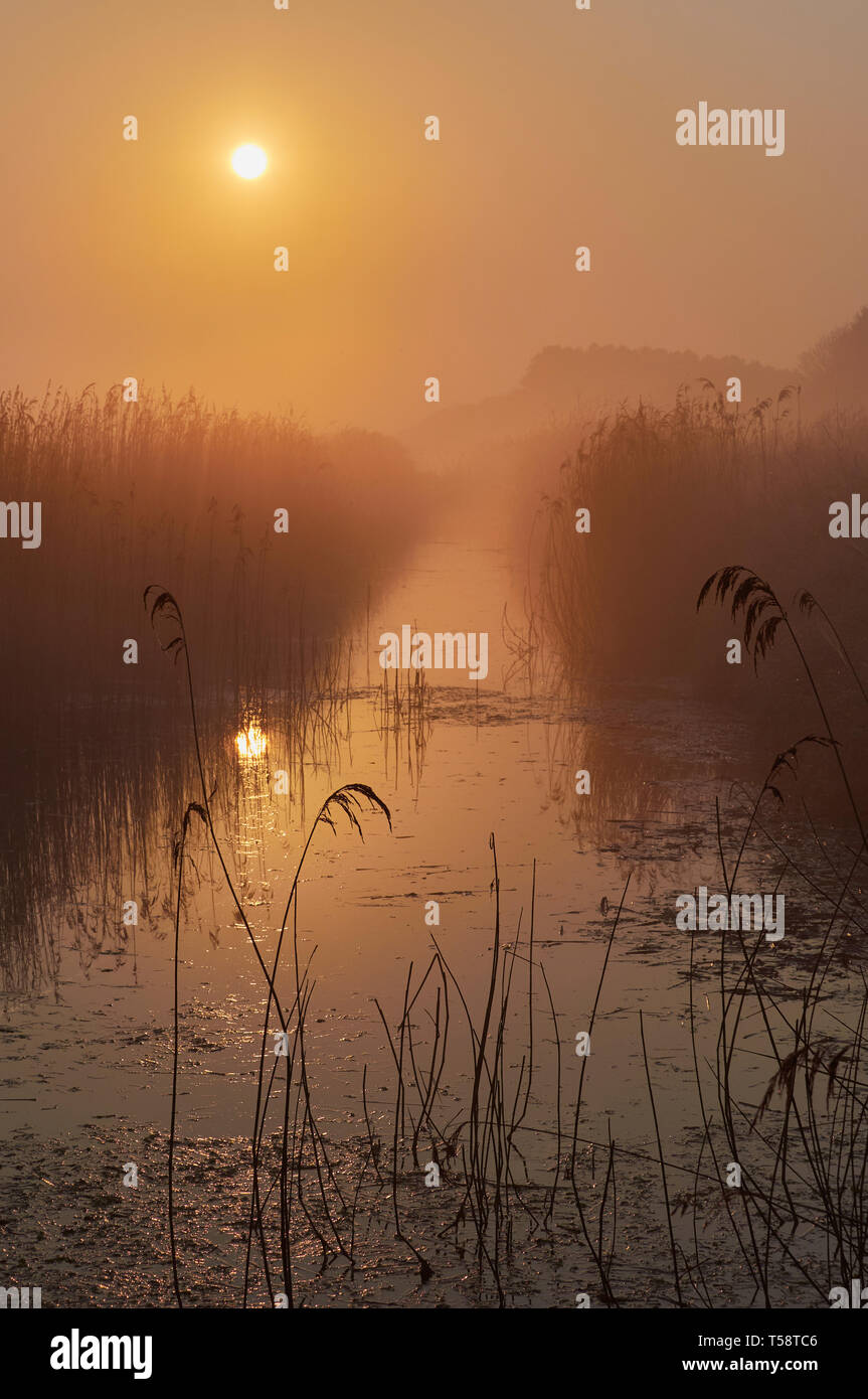 Misty sunrise sui canneti di Cley accanto il mare paludi North Norfolk Foto Stock