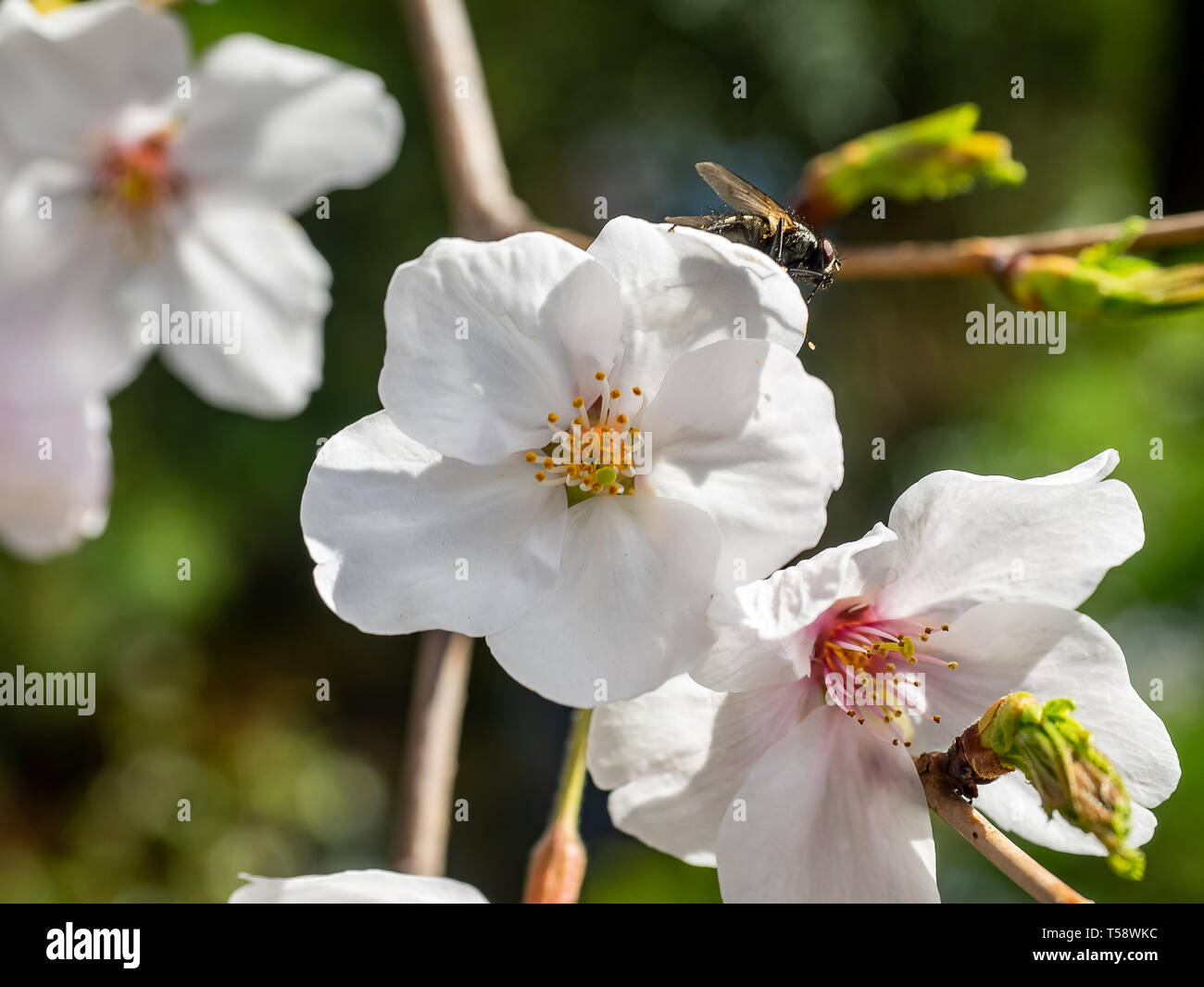 Una ripresa macro di un verde bottiglia blow fly, Lucilia sericata, appoggiato su un bianco ciliegia giapponese o sakura, Blossom. Foto Stock