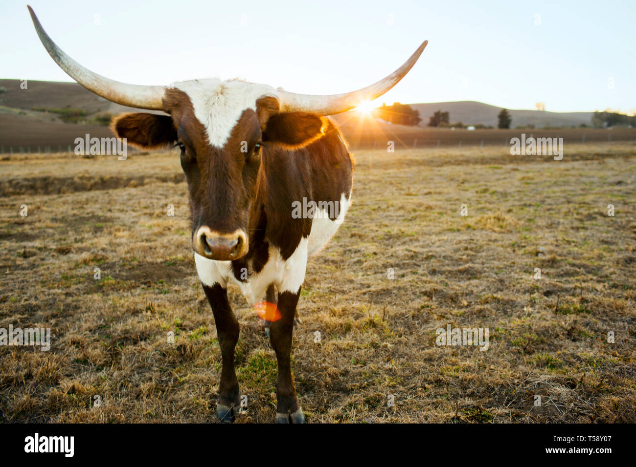 Mucca con enormi corna si erge nel campo in un ranch al tramonto. Foto Stock