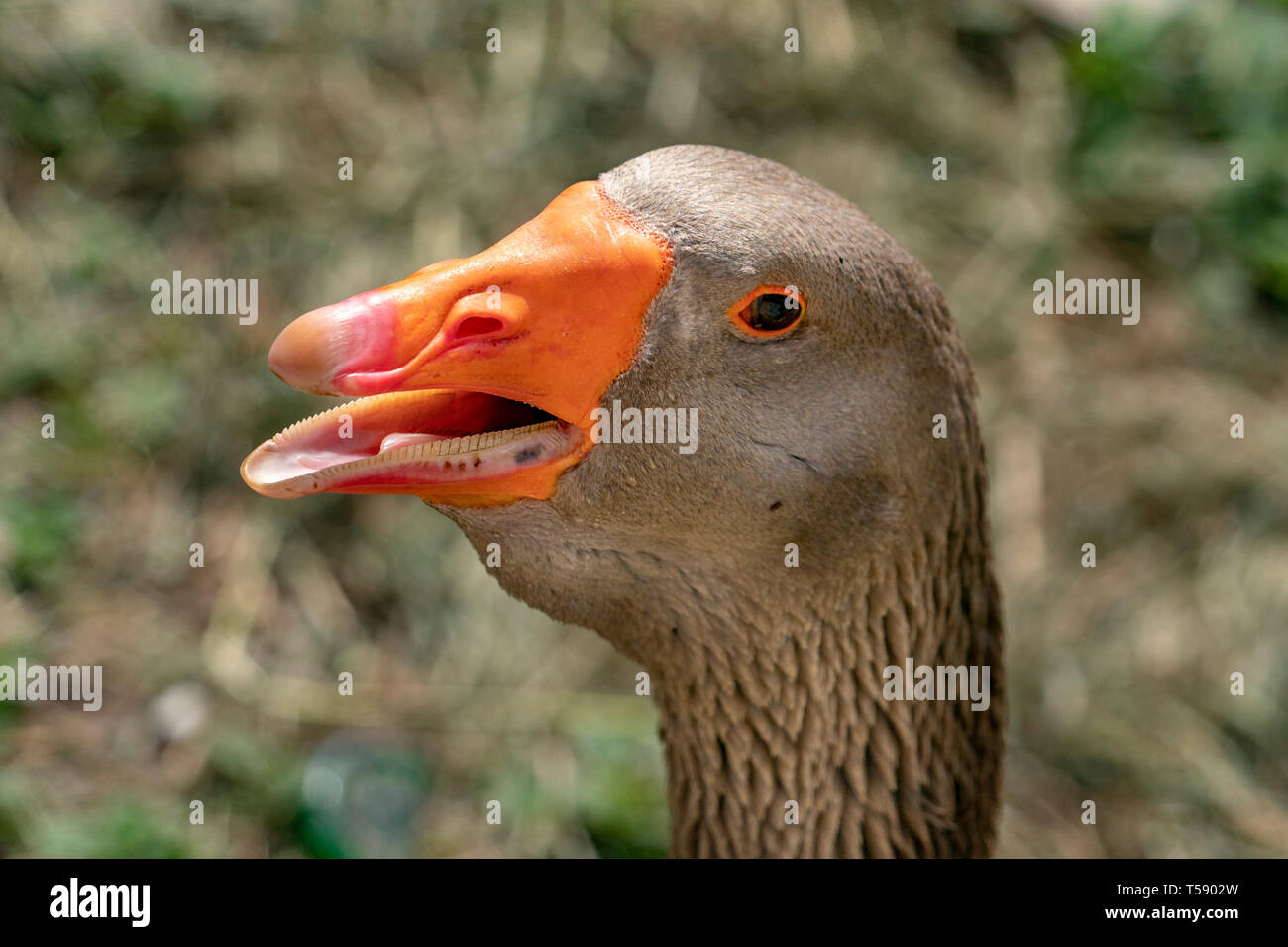 Goose difendendo il suo territorio da piangere e cackleing Foto Stock