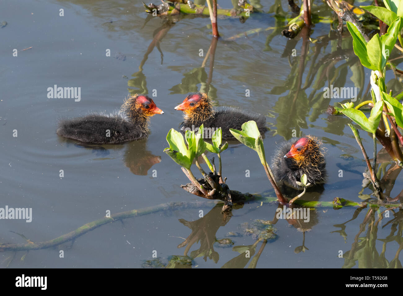 I giovani la folaga (fulica atra) pulcini. Tre baby folaghe in acqua durante la primavera, UK. Foto Stock