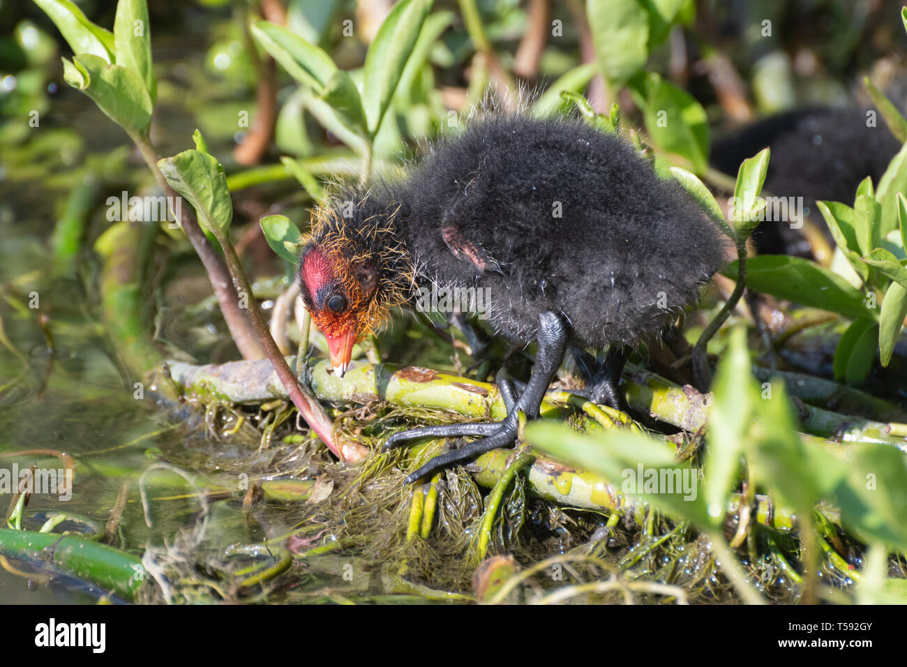 Baby folaga (fulica atra). Giovani coot chick durante la primavera, REGNO UNITO Foto Stock