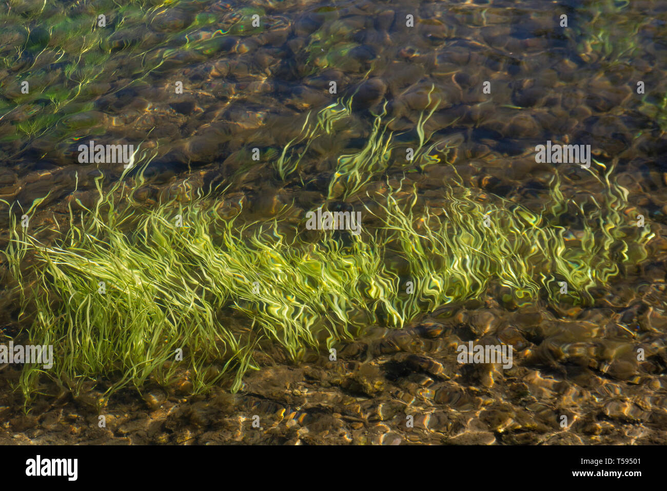 Luce sommersa erba verde-come le erbacce in flusso di acque del fiume Fowey. Credeva di essere Vallisneria spiralis / Eelweed, Eelgrass, tapeweed, tapegrass. Foto Stock