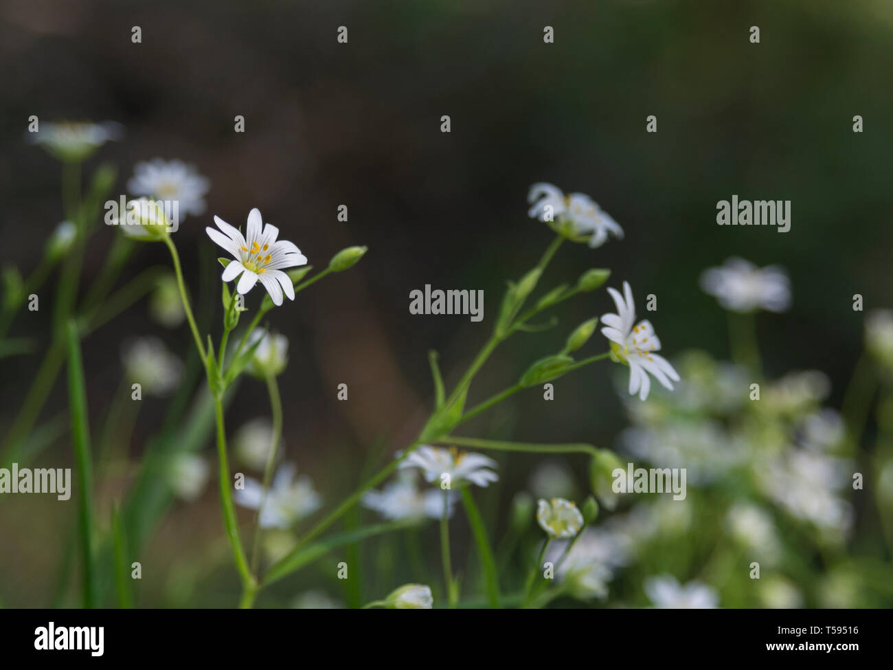 Macro di fiori bianchi di maggiore Stitchwort / Stellaria holostea in un Cornish siepe. Pianta medicinale usato una volta in medicine a base di erbe. Foto Stock