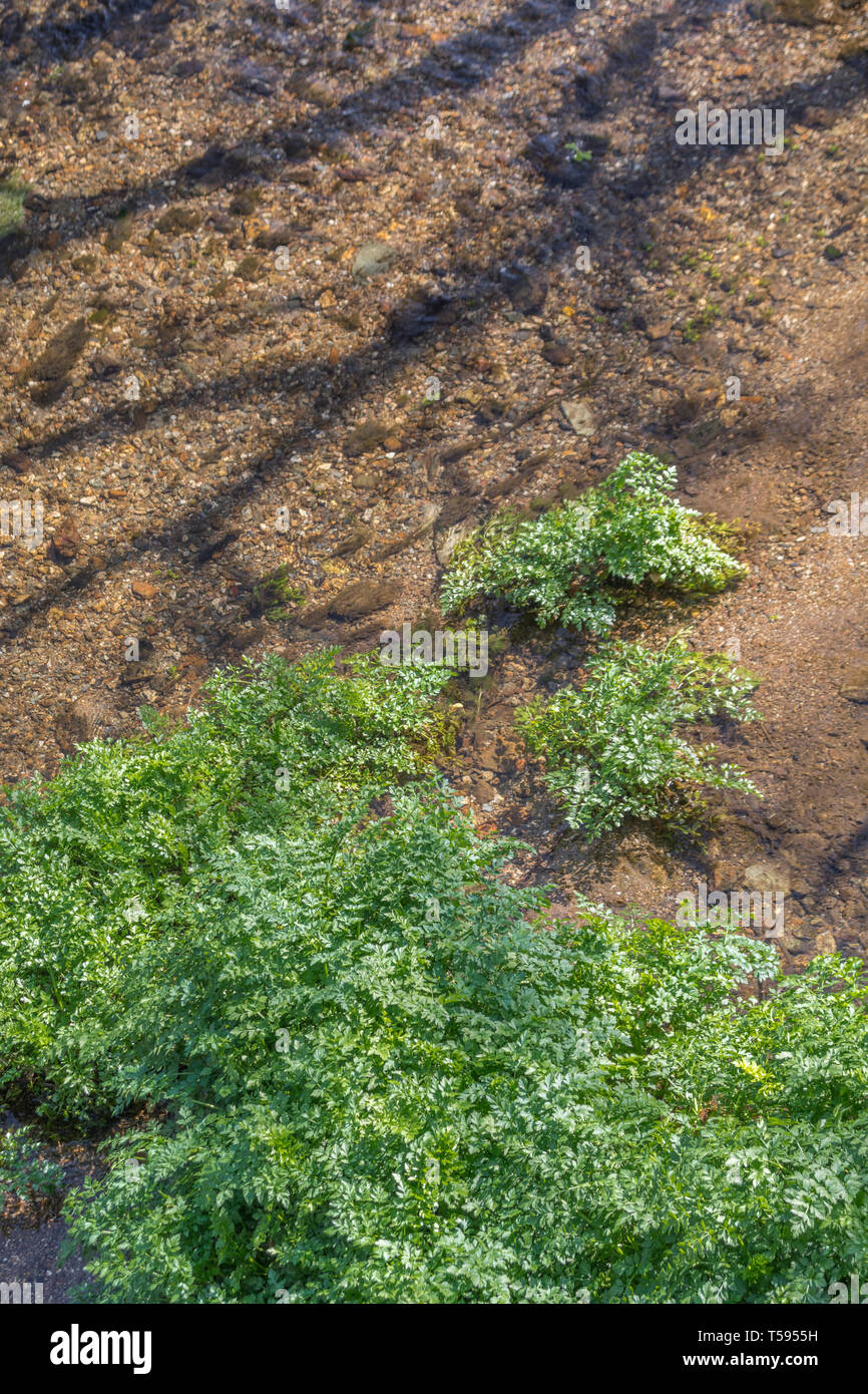 Soleggiato letto del fiume Fowey infestati con altamente velenosi la cicuta acqua-dropwort / Oenanthe crocata piante. Uno del Regno Unito più piante velenose. Foto Stock