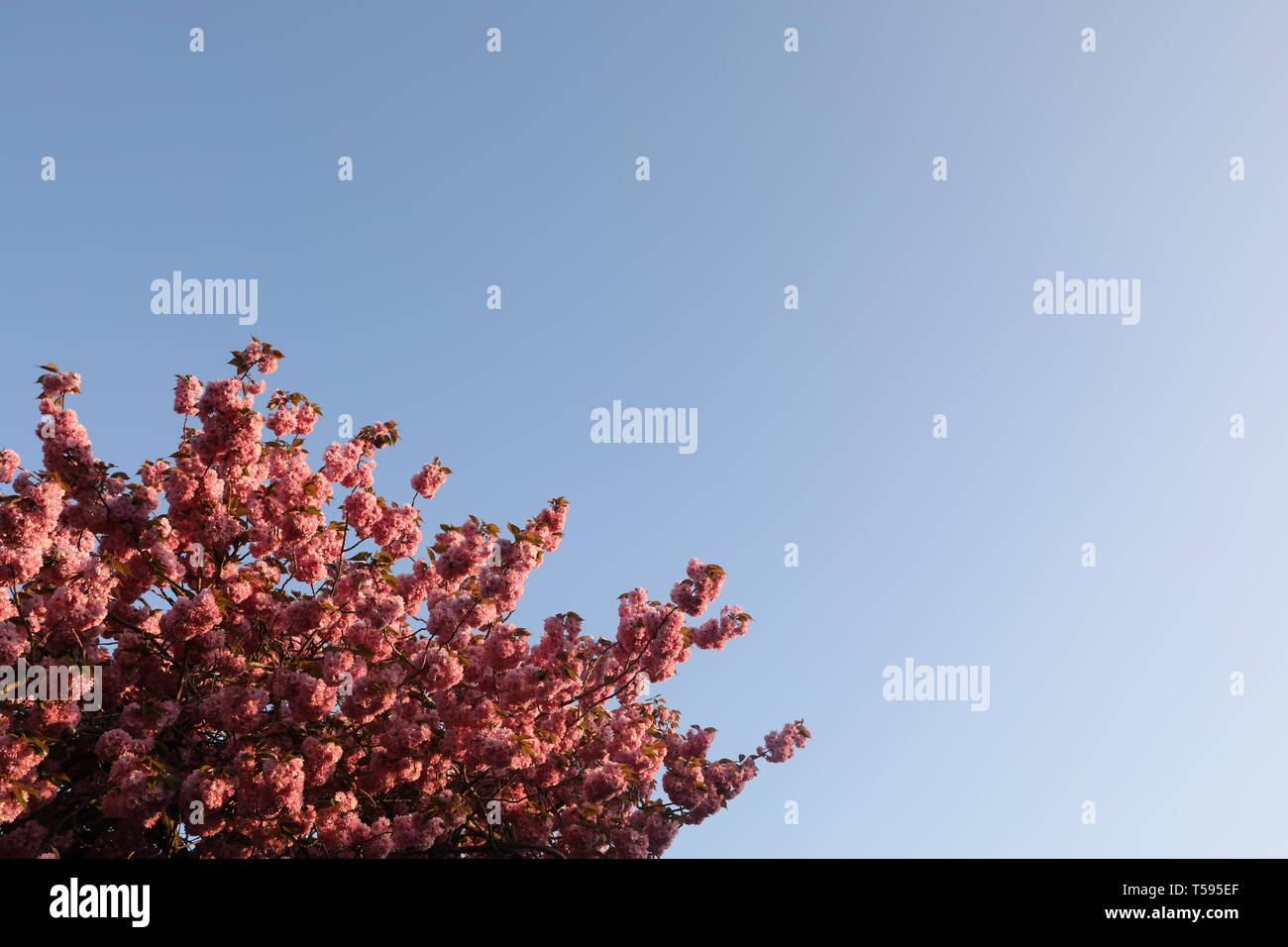 Fiore di Ciliegio contro il cielo blu molla REGNO UNITO Foto Stock