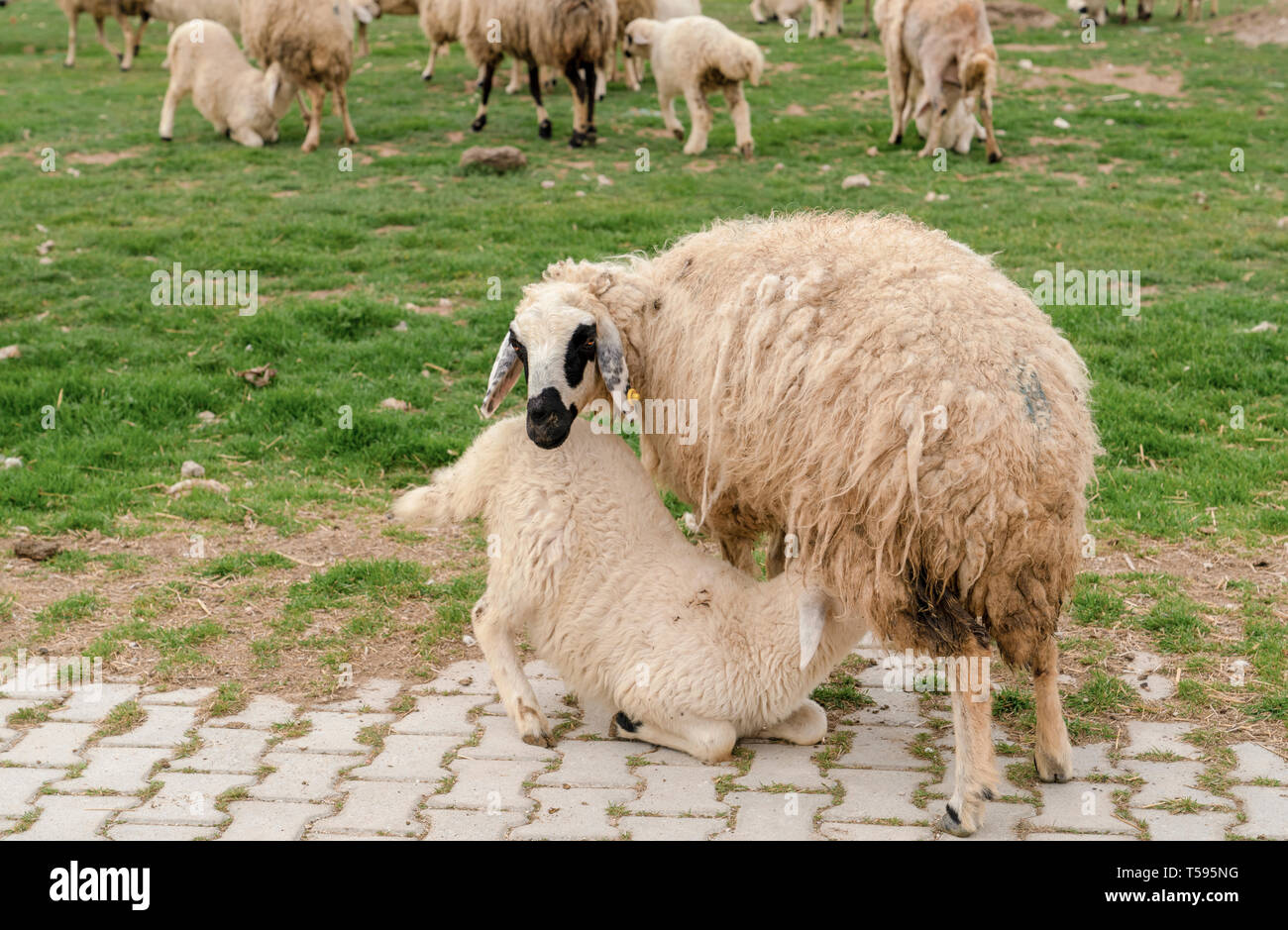 Abbacchio succhiare il latte dalla mammella della madre pecora su erba con allevamento di ovini in background, Konya, Turchia Foto Stock