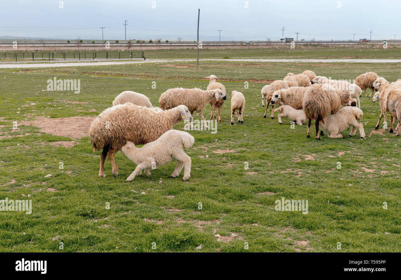 Abbacchio succhiare il latte dalla mammella della madre pecora su erba con allevamento di ovini in background, Konya, Turchia Foto Stock