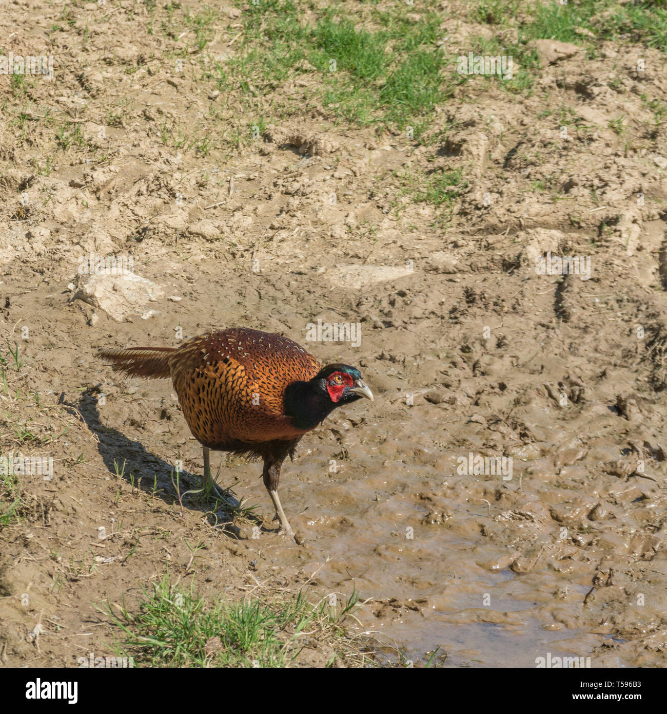 Credeva di essere il comune / Fagiano Phasianus colchicus. Gamebird maschio a caccia di cibo nel campo arato. Foto Stock