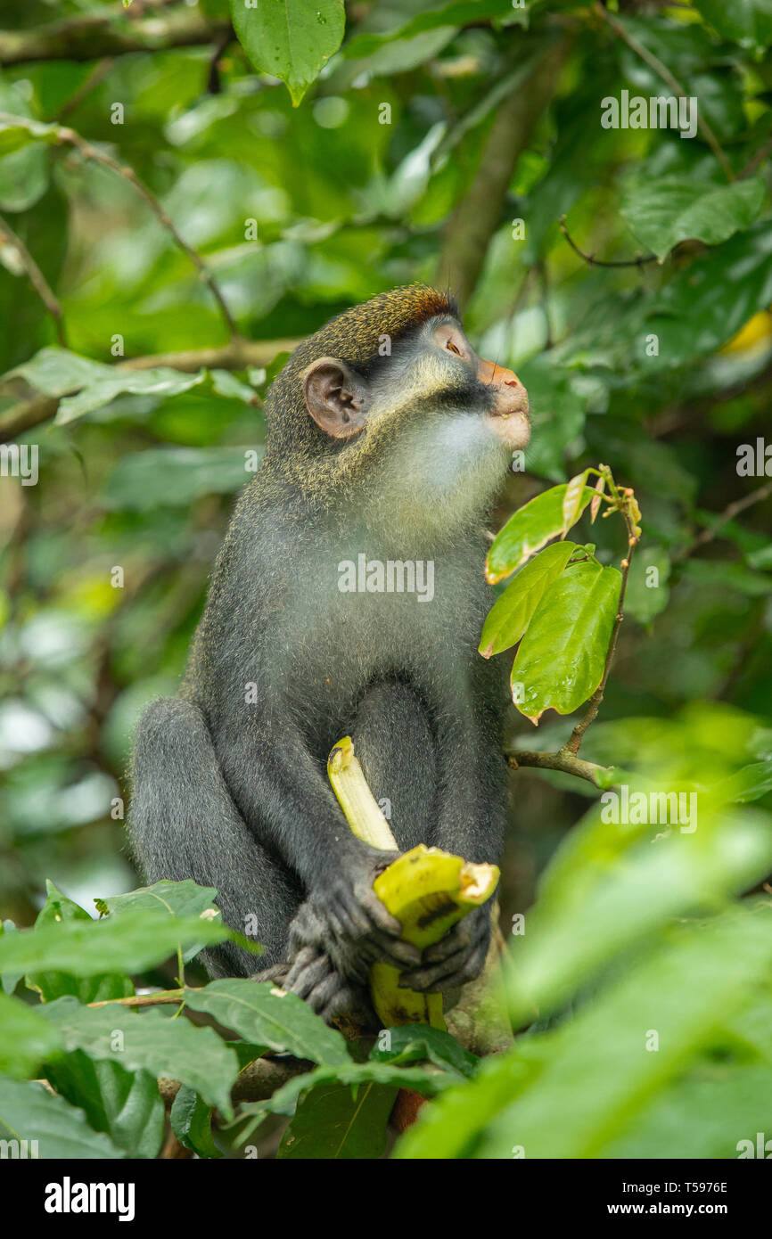 Rosso-eared monkey Afi mountain Nigeria Foto Stock