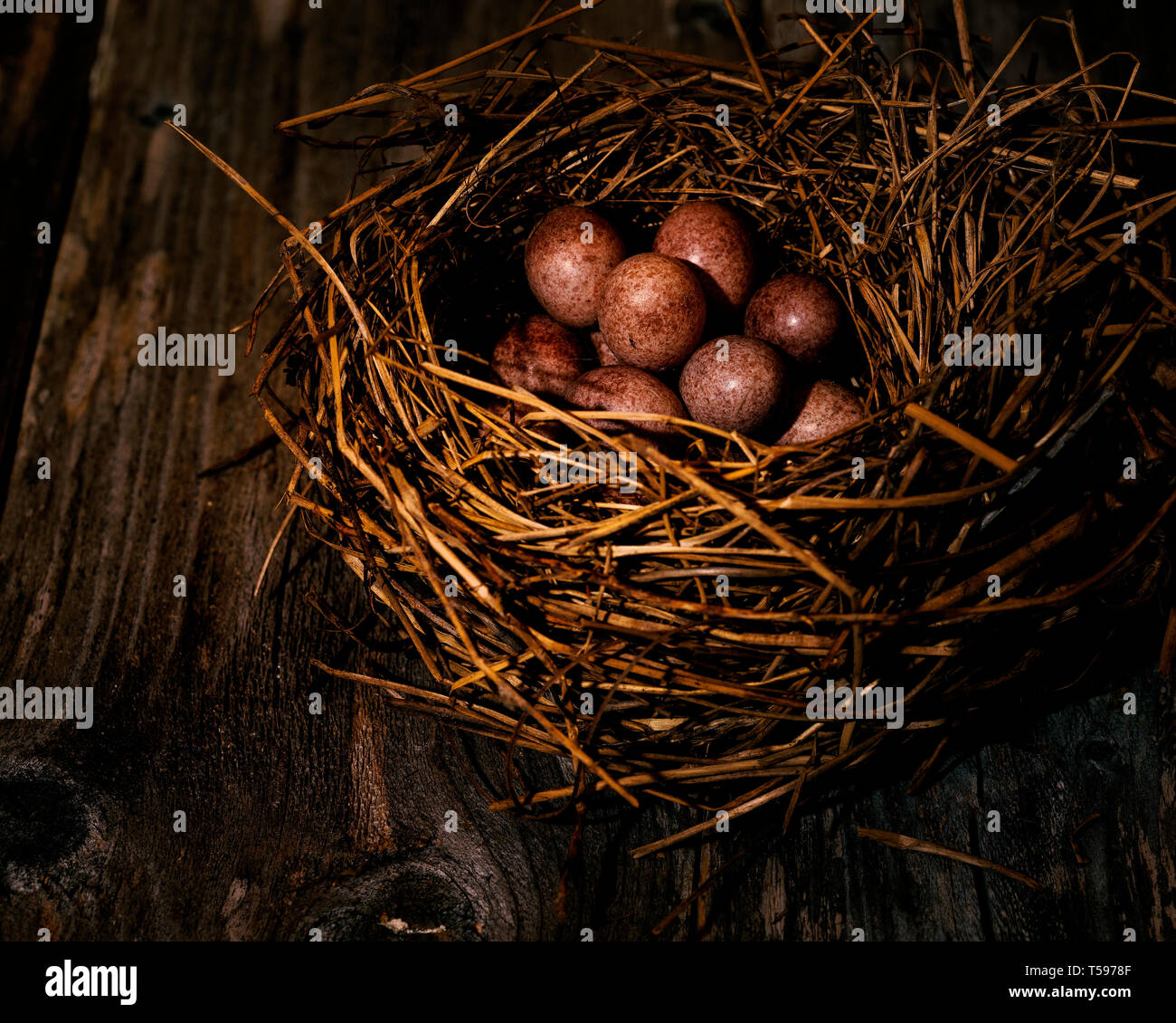 Uova di uccelli nidificano sullo sfondo di legno Foto Stock