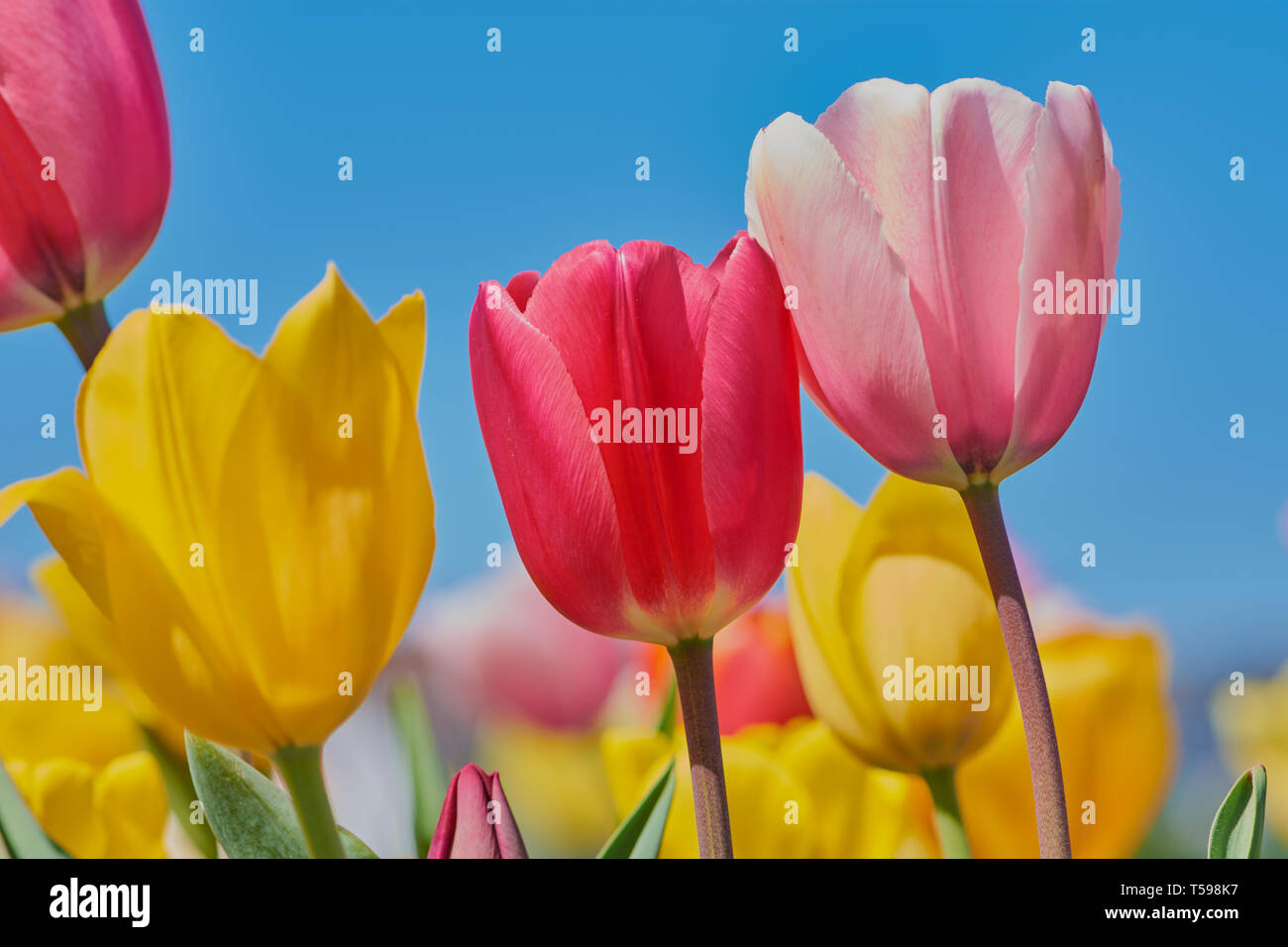 Rosa e tulipani gialli contro il cielo blu Foto Stock