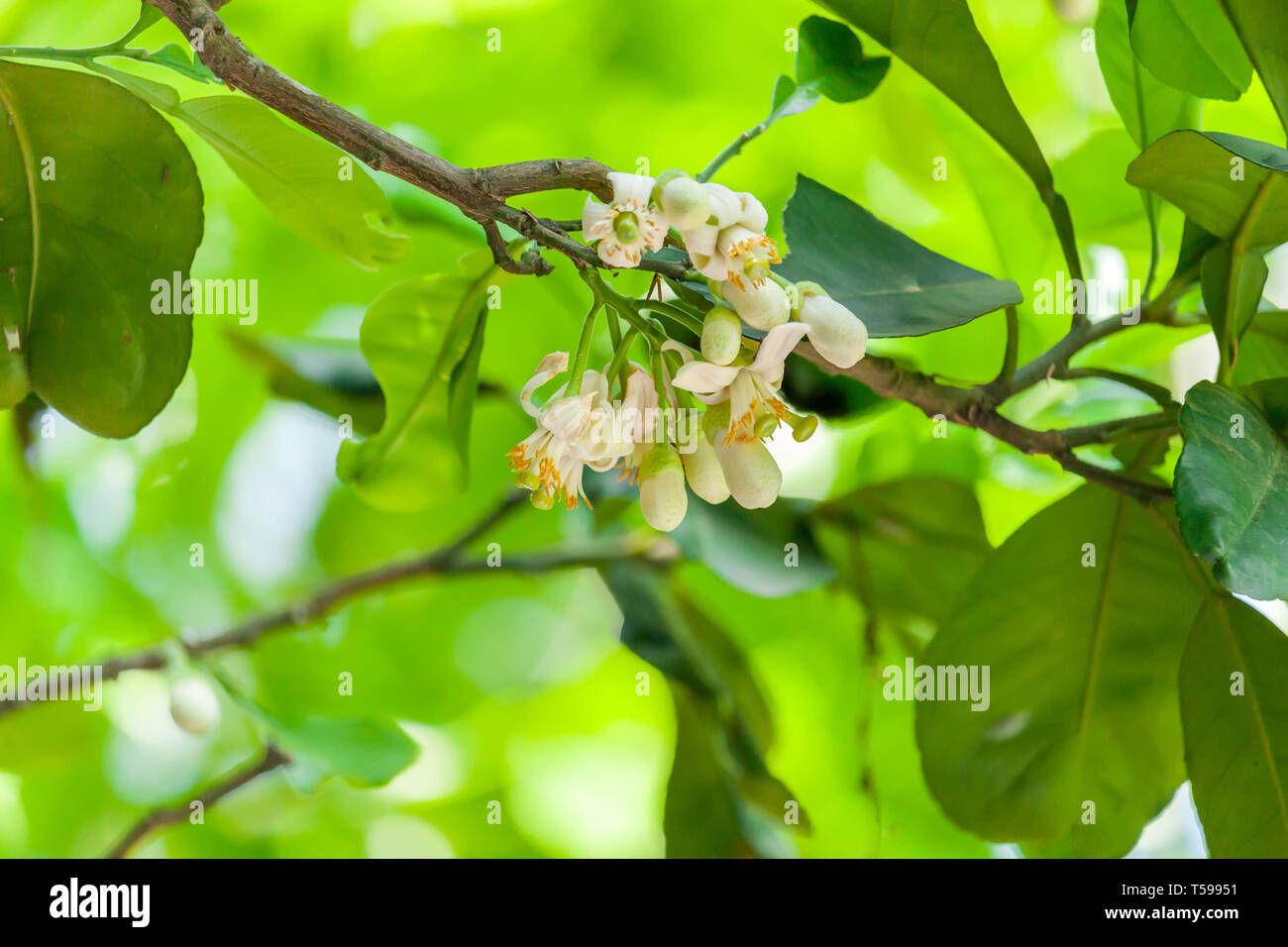 Fiore Di Pompelmo Immagini e Fotos Stock - Alamy