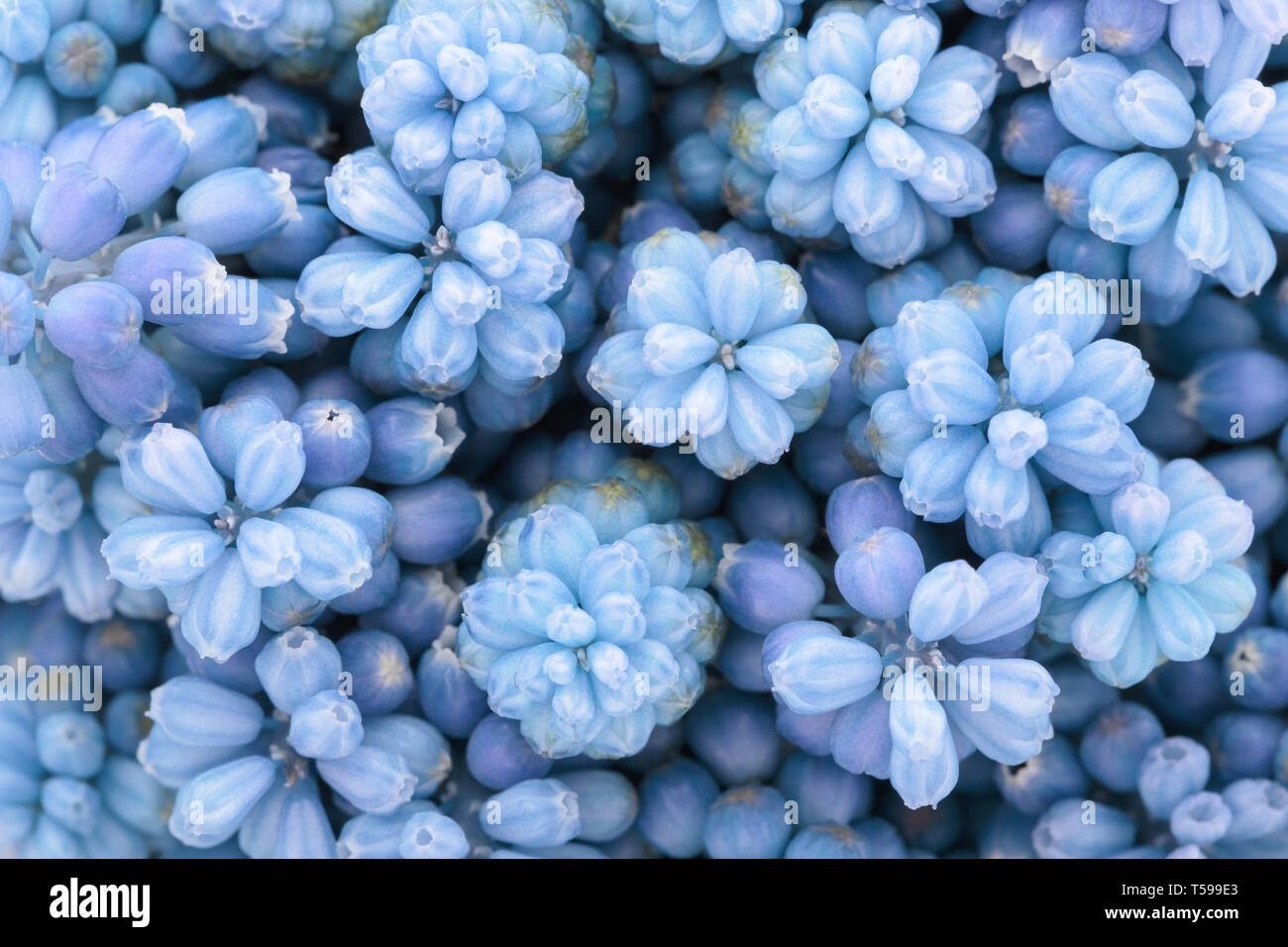 Naturale floreale astratto sfondo blu o fiore texture. Primavera, estate pattern. Brillanti colori alla moda, close-up. Foto Stock