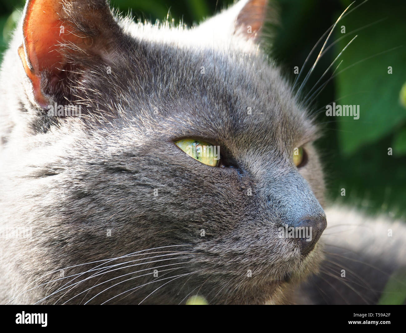 La riflessione in occhi di gatto Foto Stock