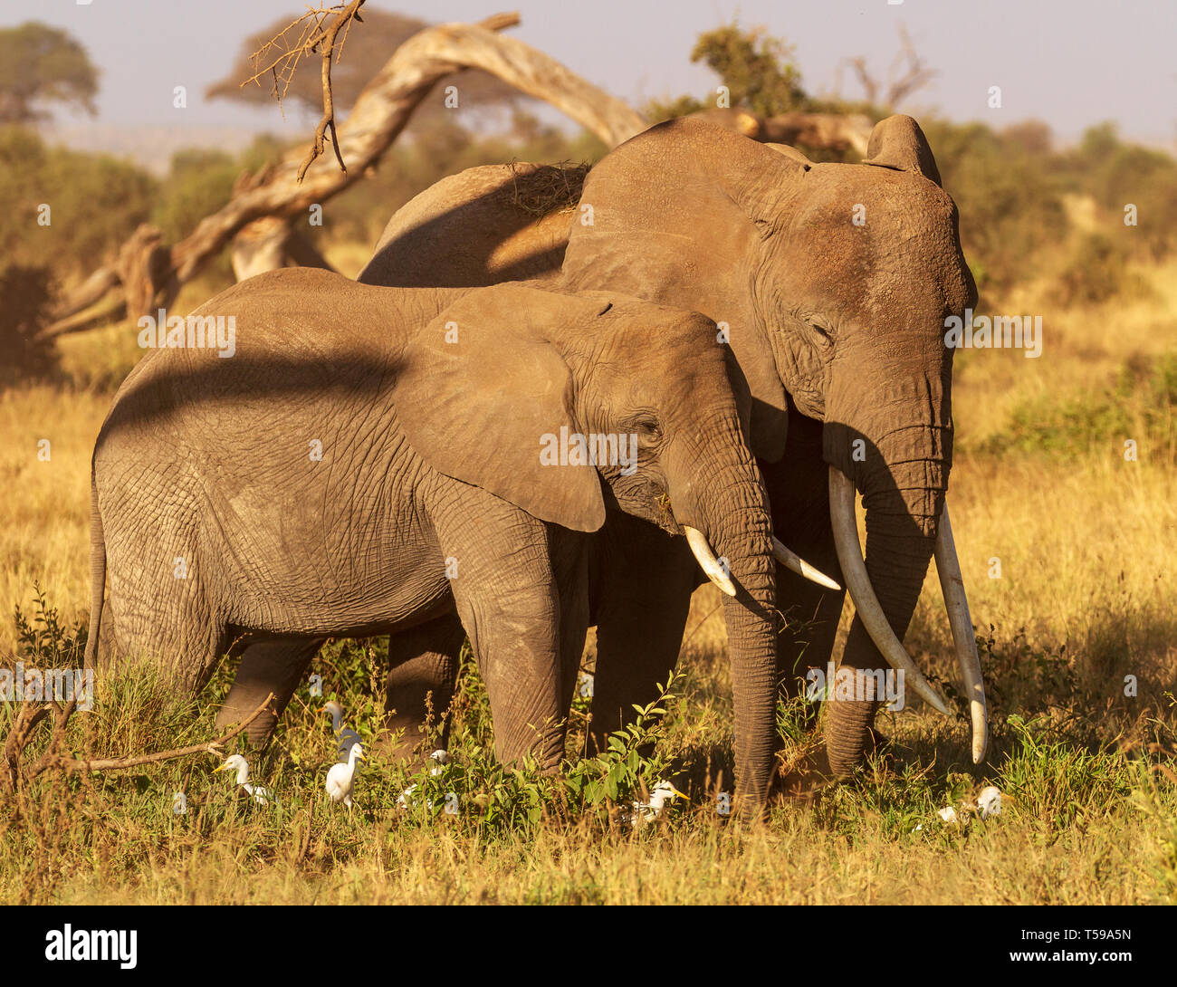 Due elefanti (Loxodonta africana) con lunghe zecche si avvicinano nel Parco Nazionale di Amboseli, Kenya, Africa. Calda giornata di sole in vacanza safari. Foto Stock