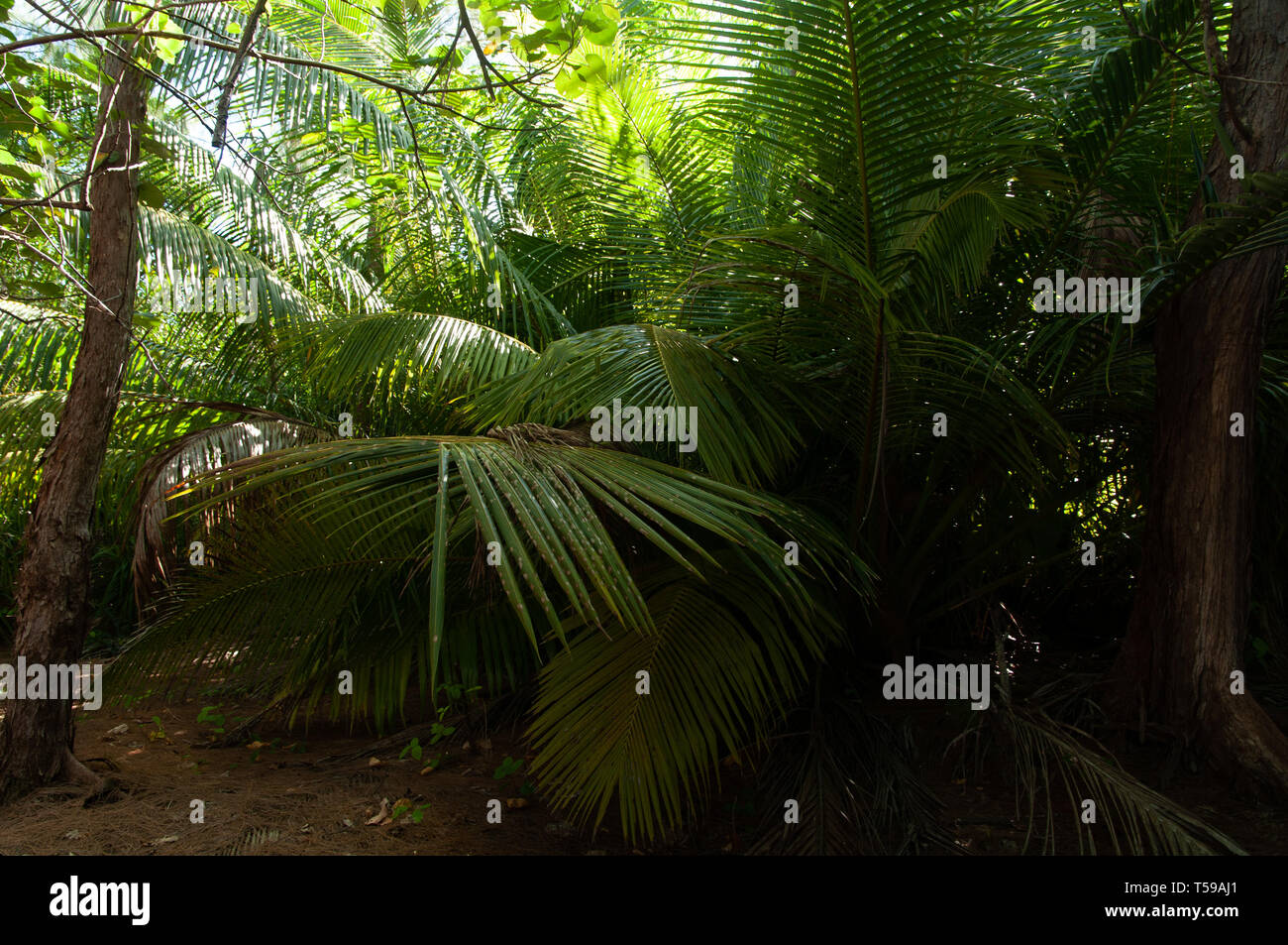 La fitta vegetazione della foresta del Curieuse Island National Marine Park Foto Stock