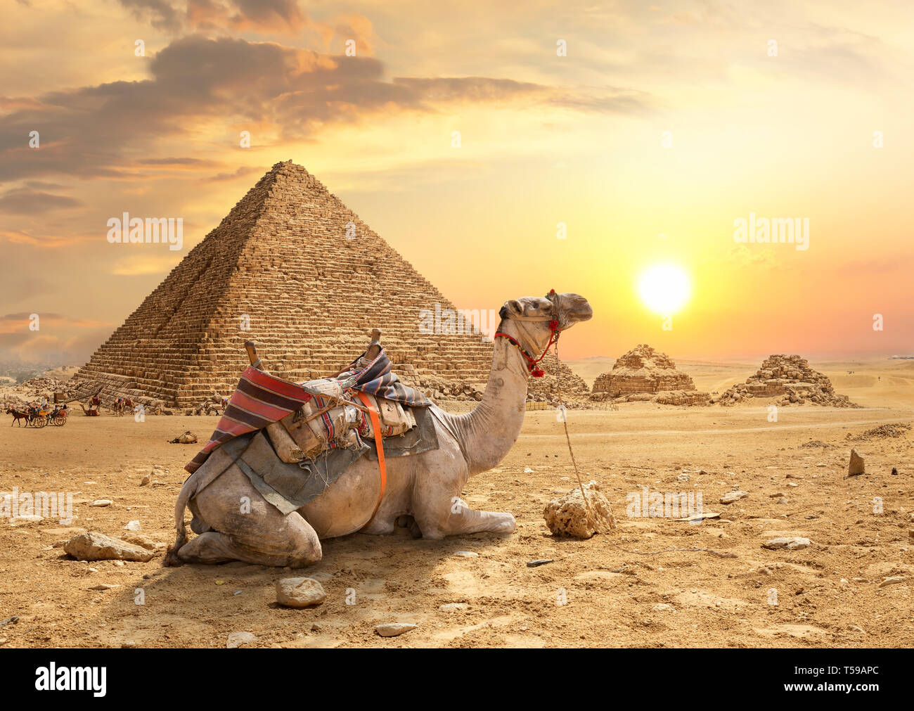 Il cammello e le Piramidi di Giza in Egitto Foto Stock