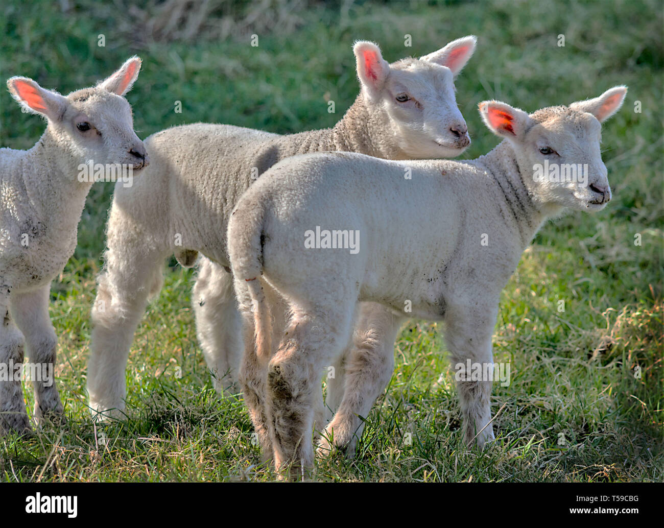 Tre agnelli a molla Foto Stock