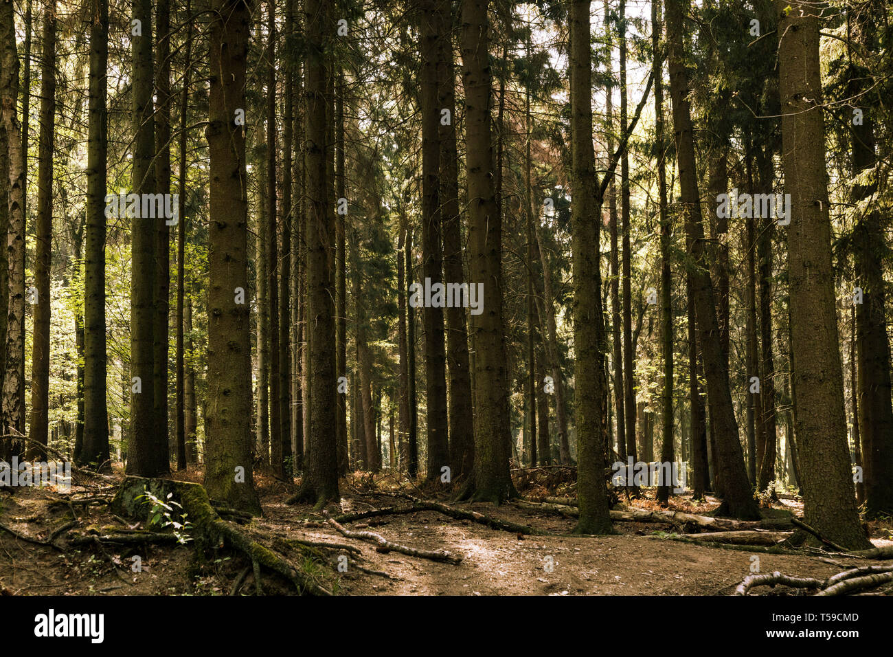 Abete rosso di alberi in una foresta Foto Stock