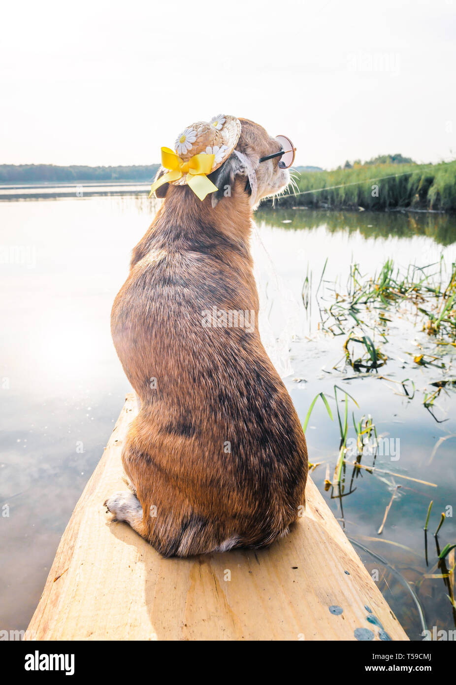 Chihuahua indossando occhiali da sole e cappello di paglia si siede su una panchina dal fiume godendo il sole. Cane alla moda in un cappello e occhiali in appoggio sulla spiaggia Foto Stock