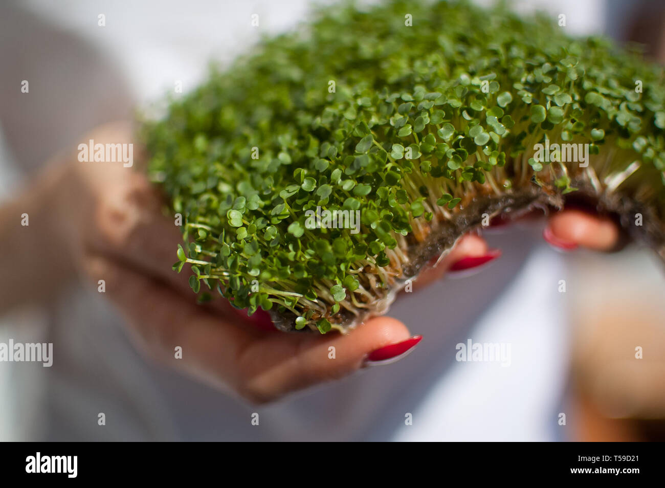 Modello femminile è in possesso di un pezzo di materie germogliato microgreens sulla sua camicia bianca dello sfondo. La faccia non è visibile, la donna con un fresco germogli di rucola Foto Stock
