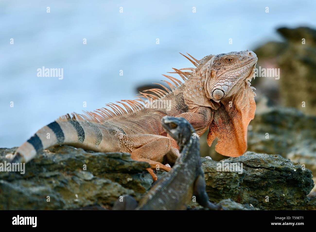 Arancia turgida iguana trovata in St. Croix, Isole Vergini degli Stati Uniti Foto Stock