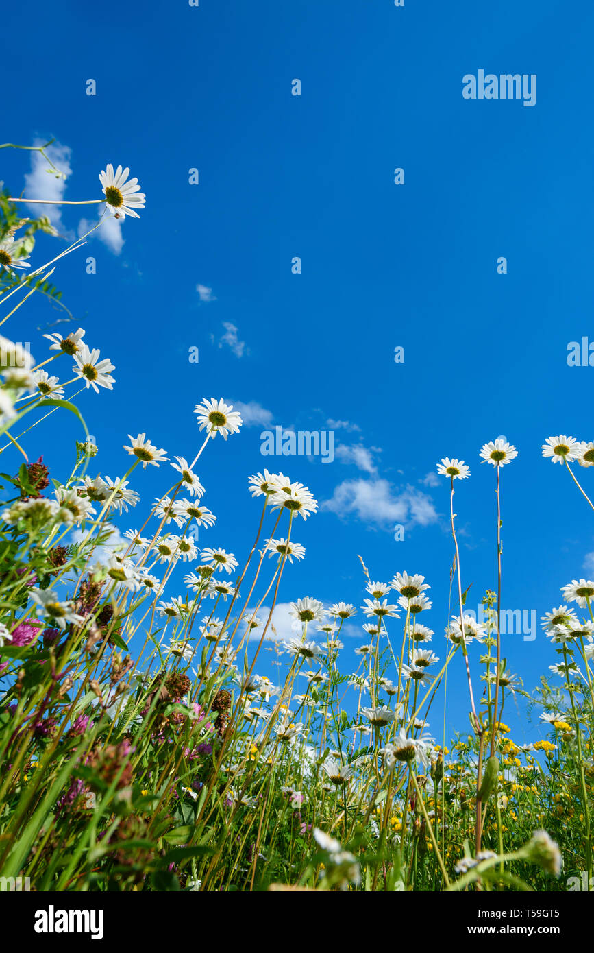 Campo estivo con differenti di erba e fiori a margherita oltre il cielo blu. Vista da sopra il suolo Foto Stock