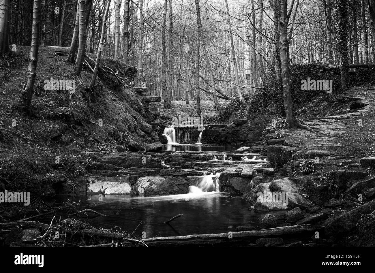 Guiseley Beck, Esholt boschi, Yorkshire Foto Stock