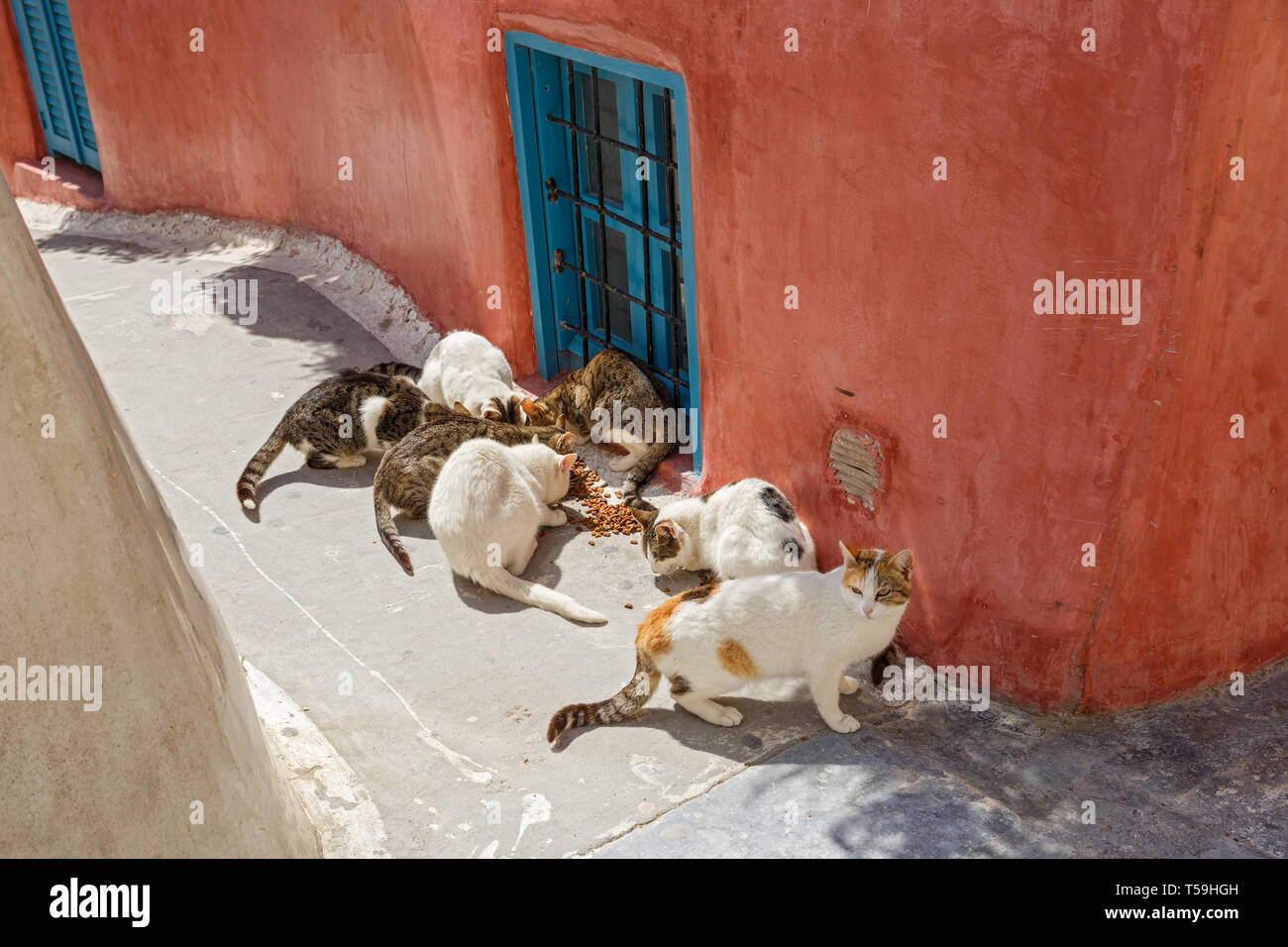 Gruppo di gatti randagi di mangiare cibo secco, Grecia Foto Stock