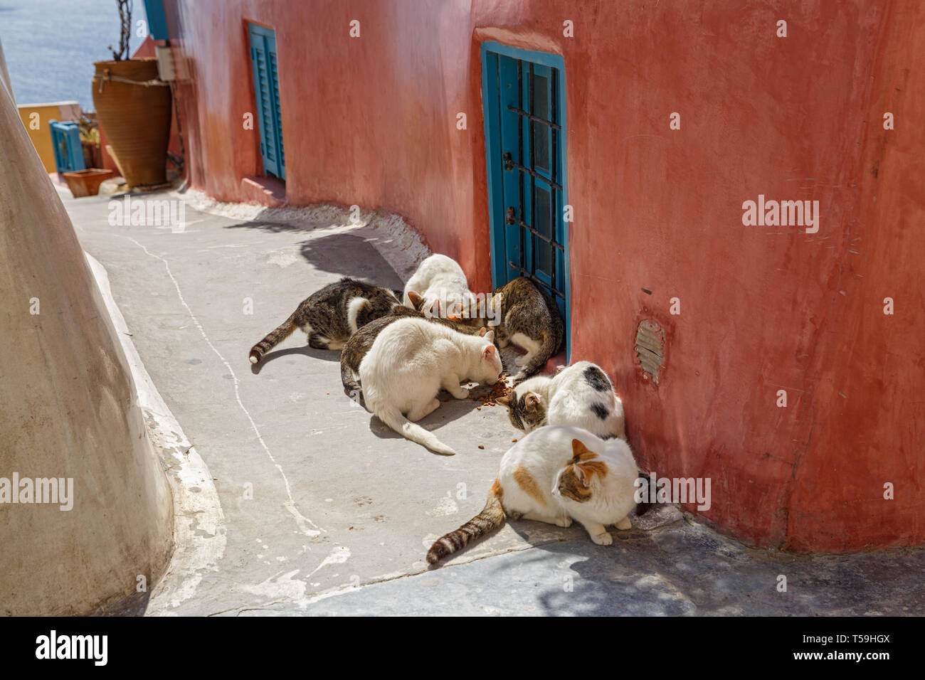 Gruppo di gatti randagi di mangiare cibo secco, Grecia Foto Stock