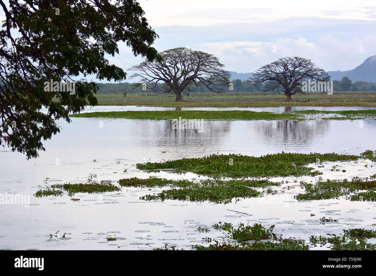 Tissa Wewa. Lago Tissa, Tissamaharama, distretto di Hambantota, provincia meridionale, Sri Lanka. Tissa-tó, Tissamaharama, Srí Lamka. Foto Stock