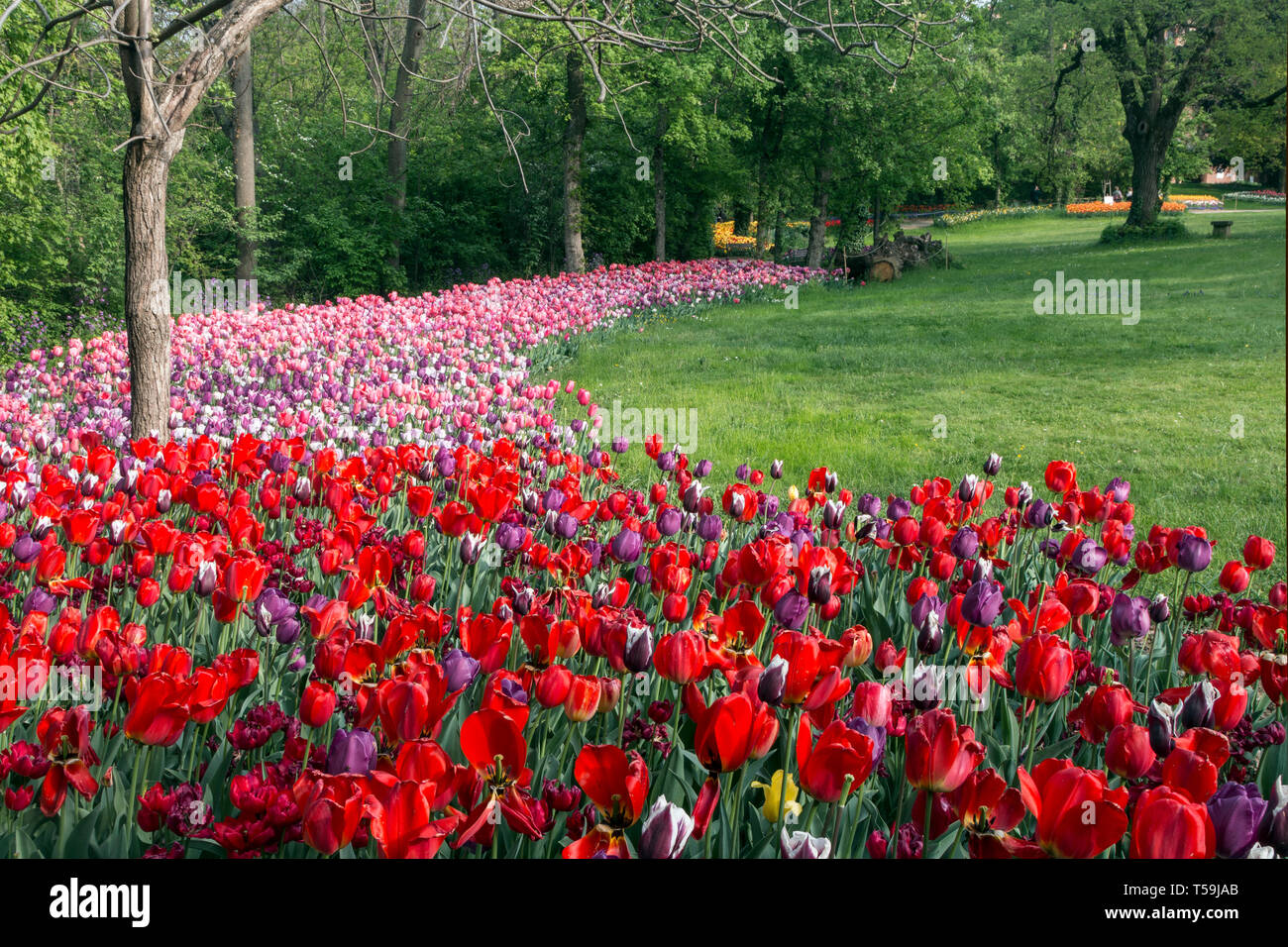 Un sorprendente display di più colori tulip fiori nel Castello di Pralormo vicino a Torino, Italia, dove ogni anno nel mese di aprile la mostra di Messer Foto Stock