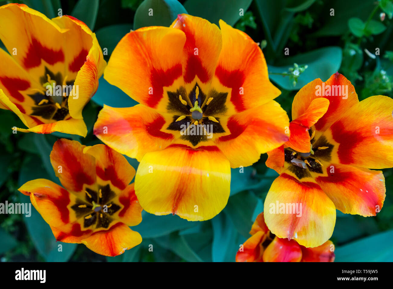 Alcune meravigliose, completamente cresciuti arancione e tulipani gialli al castello di Pralormo vicino a Torino, Italia, dove ogni anno nel mese di aprile la mostra Messer Foto Stock