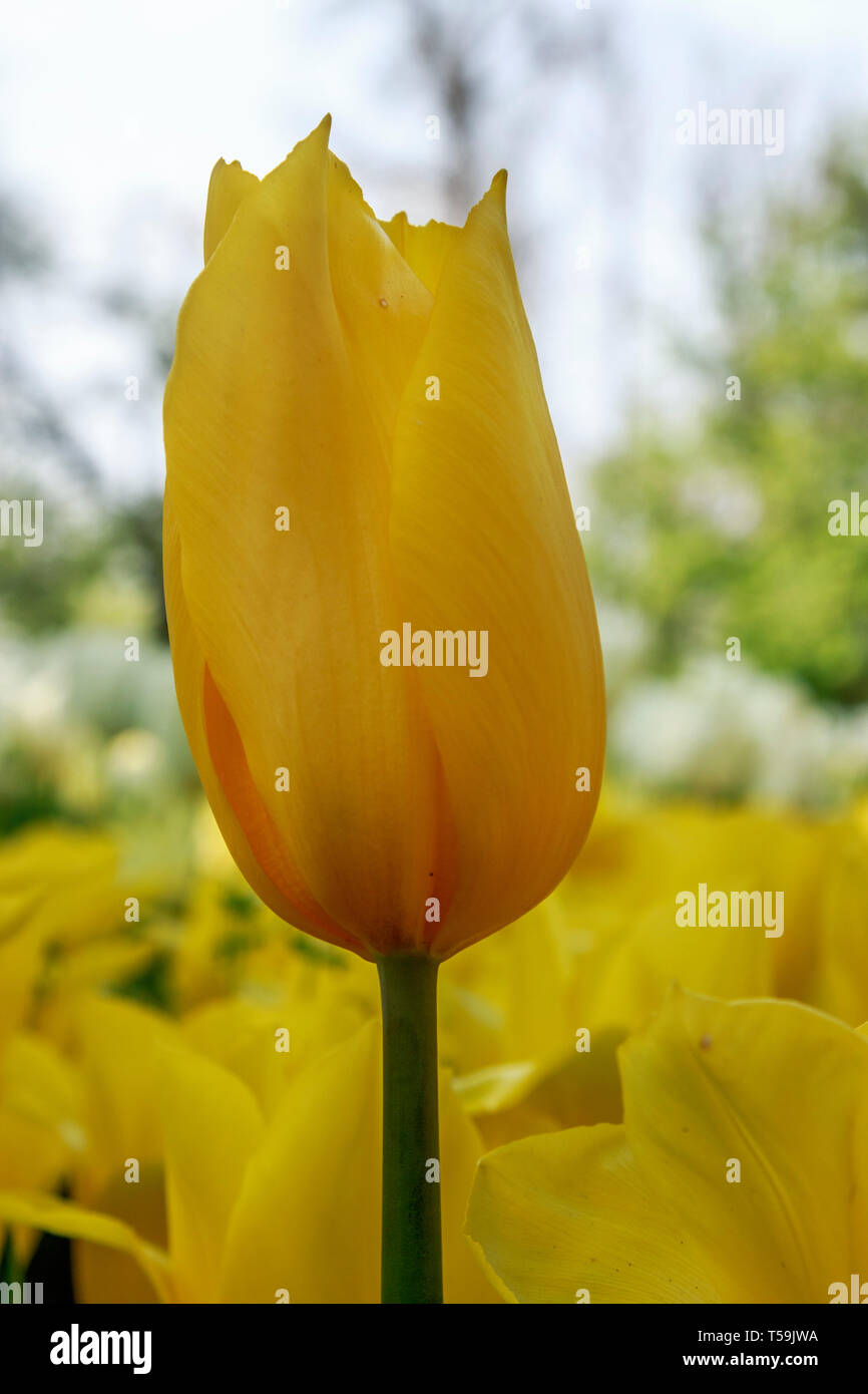 Un bel tulipano giallo fiore bloccata in un aiuola presso il castello di Pralormo vicino a Torino, Italia, dove ogni anno nel mese di aprile la mostra Messer Foto Stock