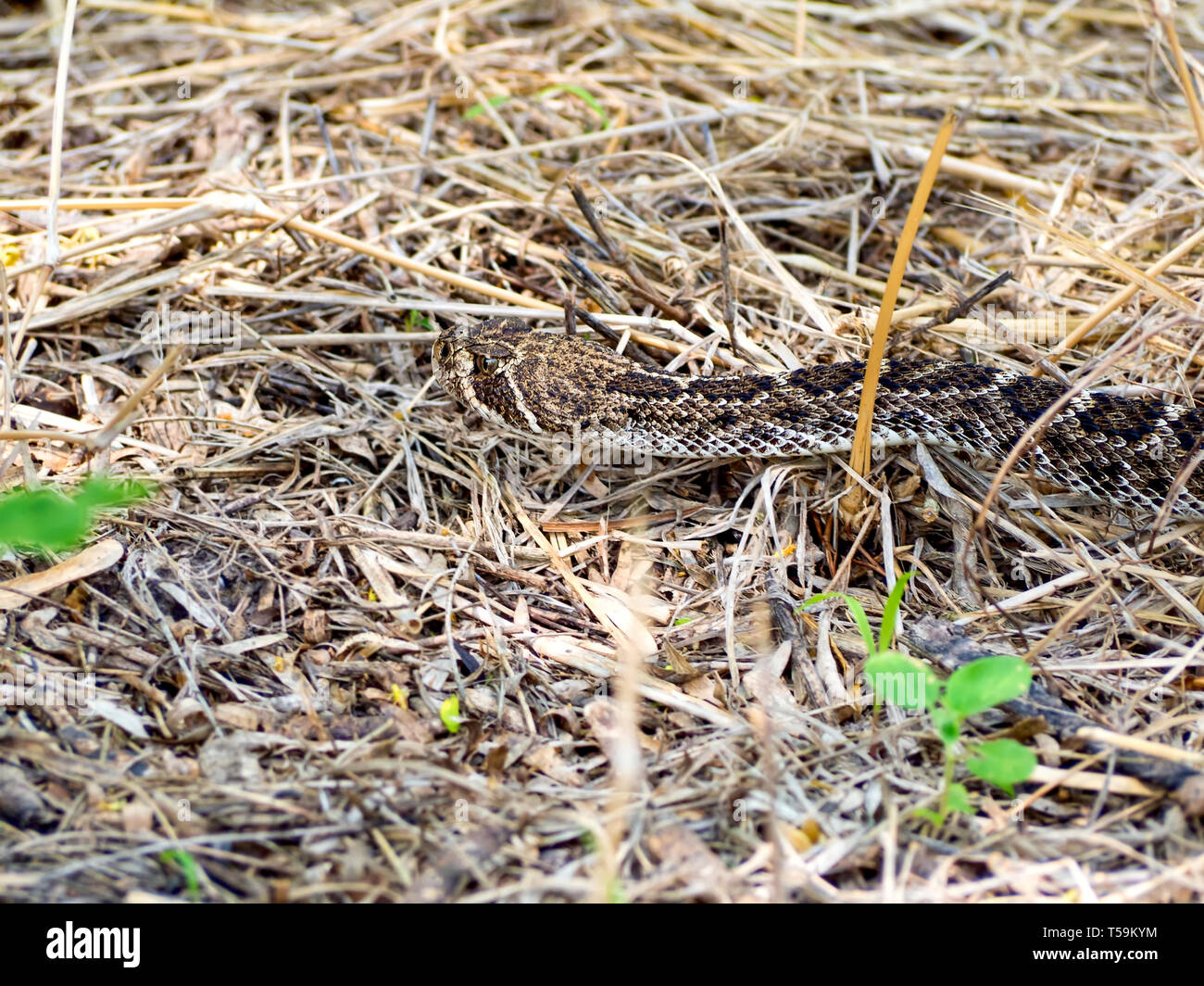La testa e il collo di un Western diamondback rattlesnake in erba secca al Oso Bay Zone Umide preservare & Learning Center di Corpus Christi nel Texas, Stati Uniti d'America. Foto Stock