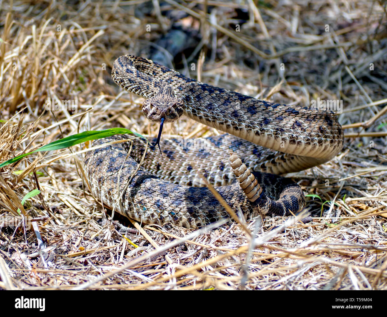 Un Western Diamondback Rattlesnake in posizione difensiva si prepara a colpire una minaccia percepita. Oso Bay Zone Umide preservare & Learning Center. Foto Stock