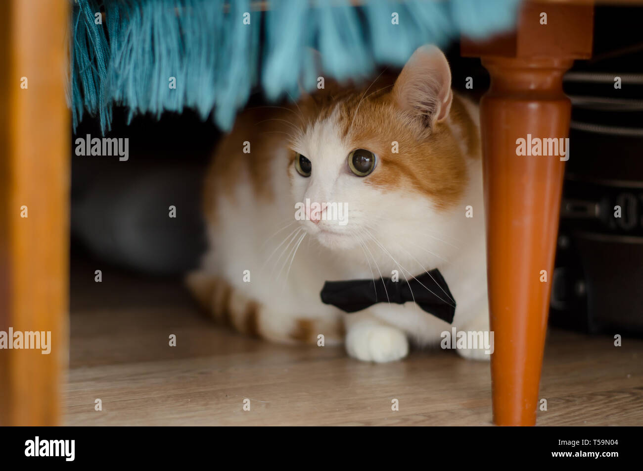 Bella bianca e ginger cat in nero il filtro bow tie sia sotto il tavolo Foto Stock