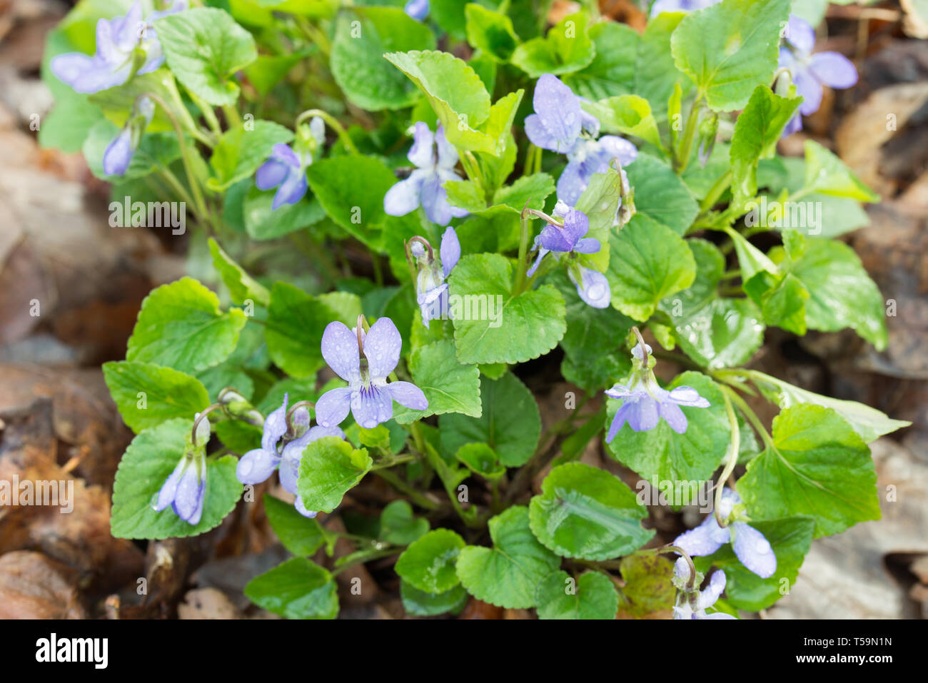 Viola reichenbachiana, inizio dog-viola, o legno pallido fiori viola macro nella foresta Foto Stock