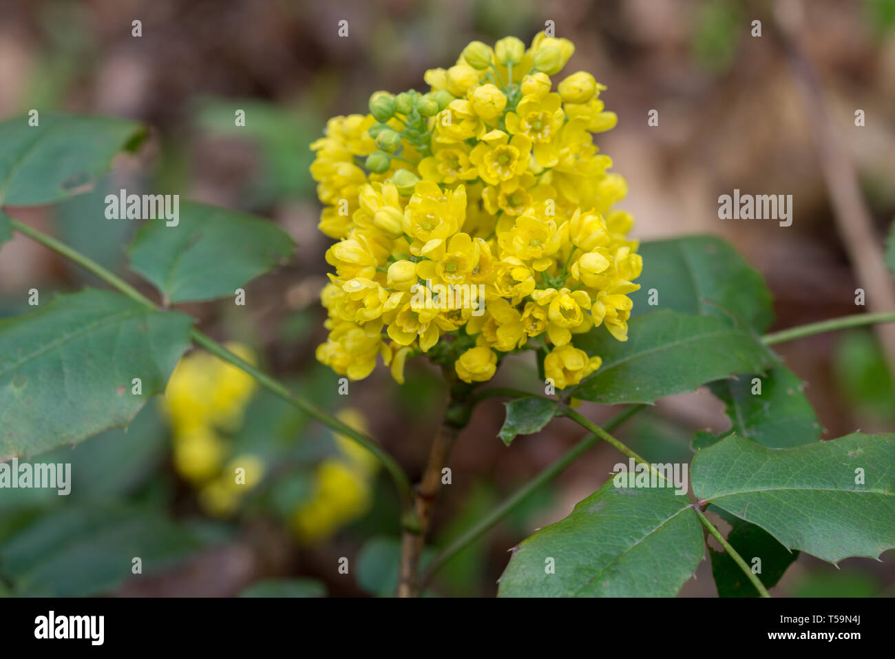 Mahonia aquifolium, oregon-uva fiori gialli macro Foto Stock