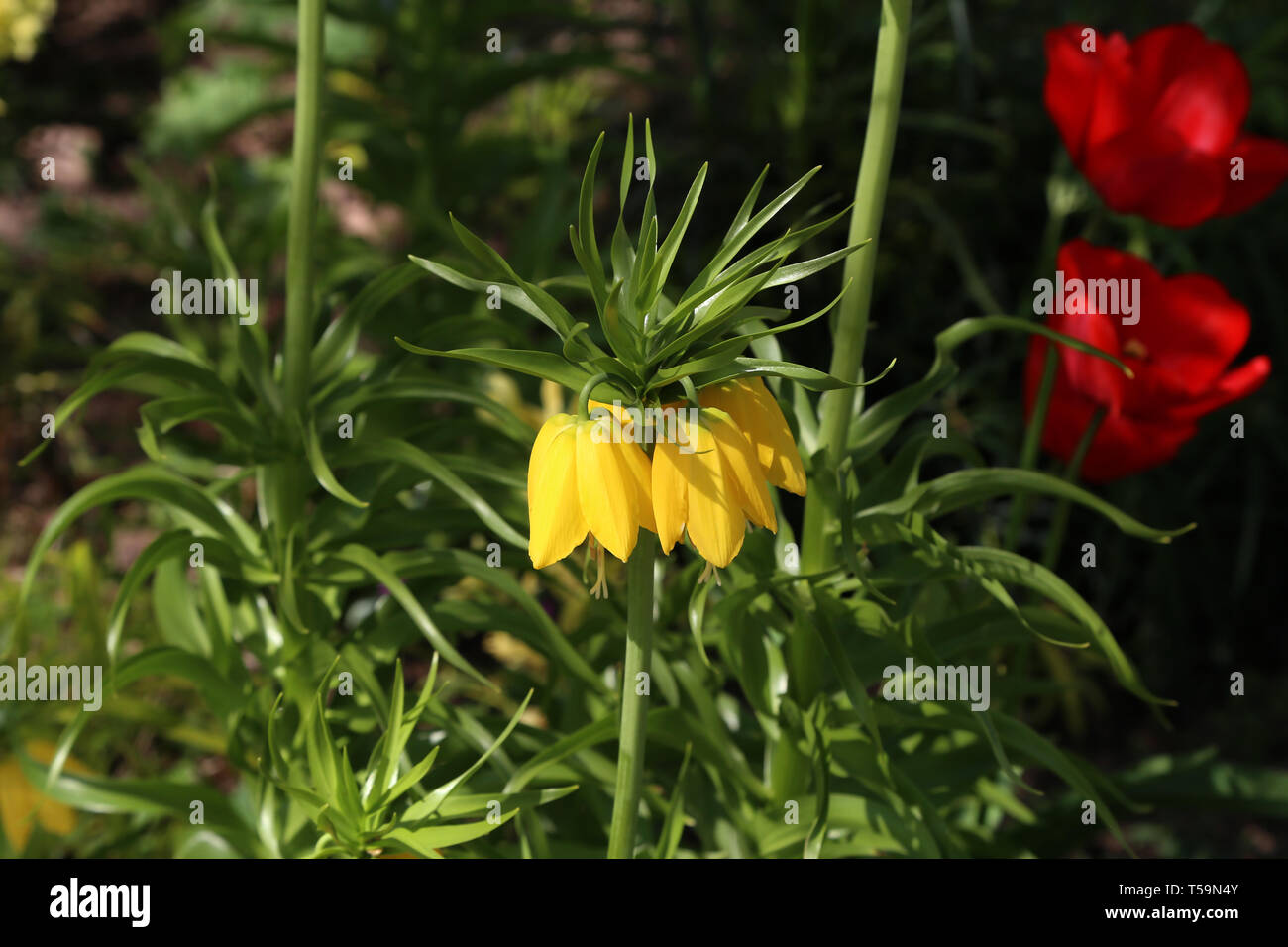 Giallo Corona imperiale o Kaiser corona, fritillaria imperialis. Foto Stock