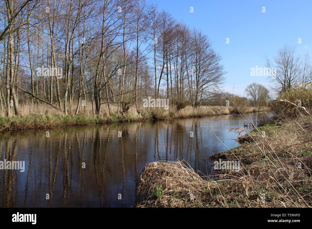 Wald fiume Fluss forrest Pflanzen Foto Stock
